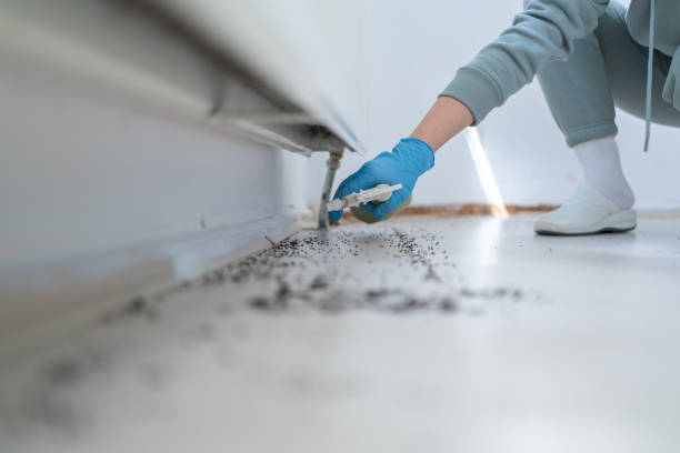 Best Flea Control Services  in Syracuse, KS